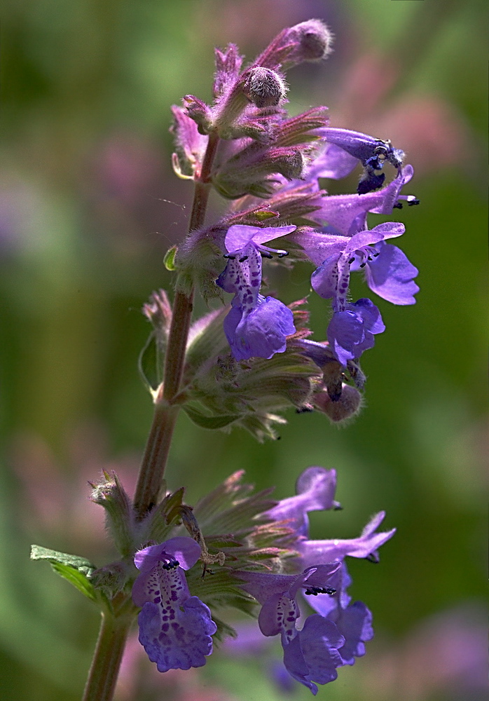 Image of Nepeta grandiflora specimen.