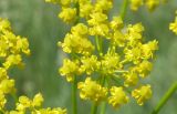 Pastinaca clausii. Часть соцветия. Краснодарский край, Ейский п-ов, урочище Выселки, сазовая степь. 23.05.2013.