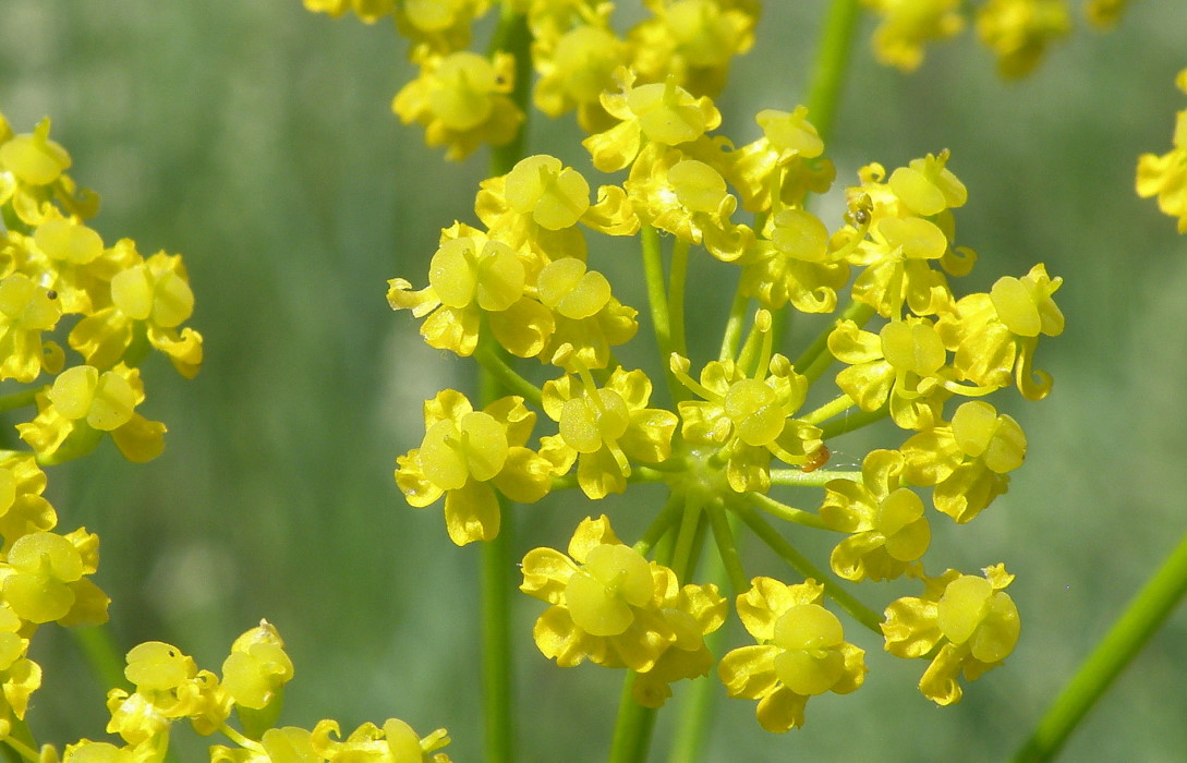 Изображение особи Pastinaca clausii.