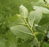 Salix latifolia. Побег. Московская обл., Лотошинский р-н, окр. дер. Савостино. 29.05.2013.