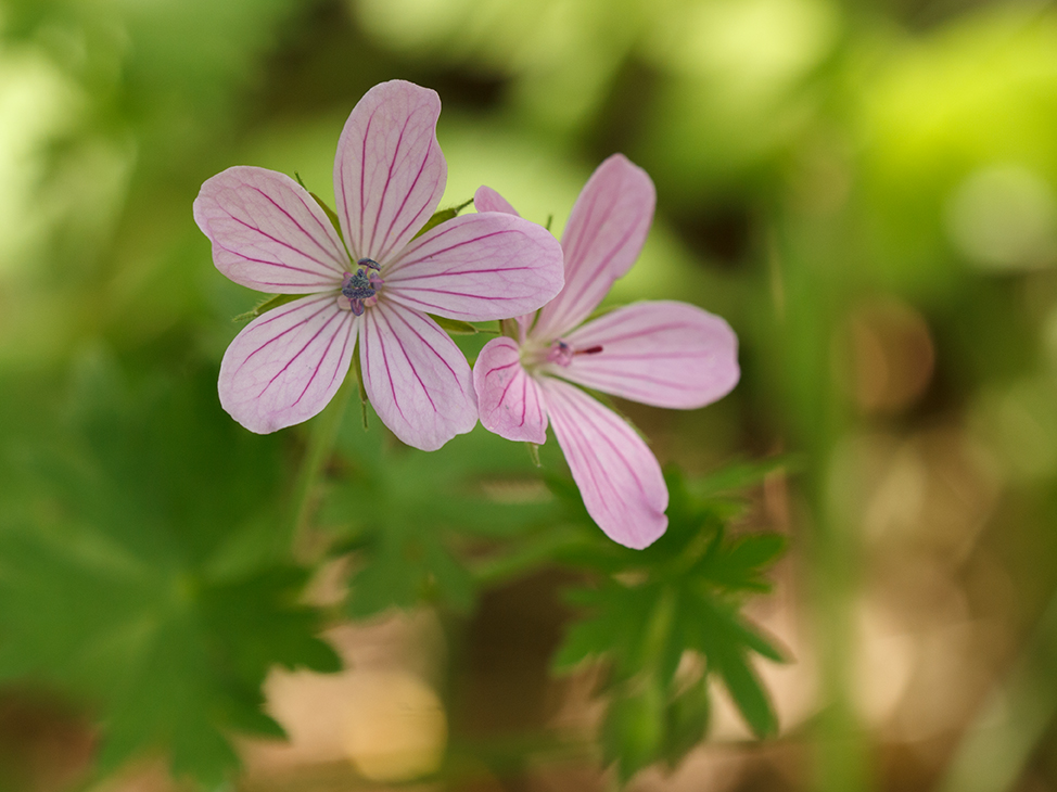 Image of Geranium asphodeloides specimen.