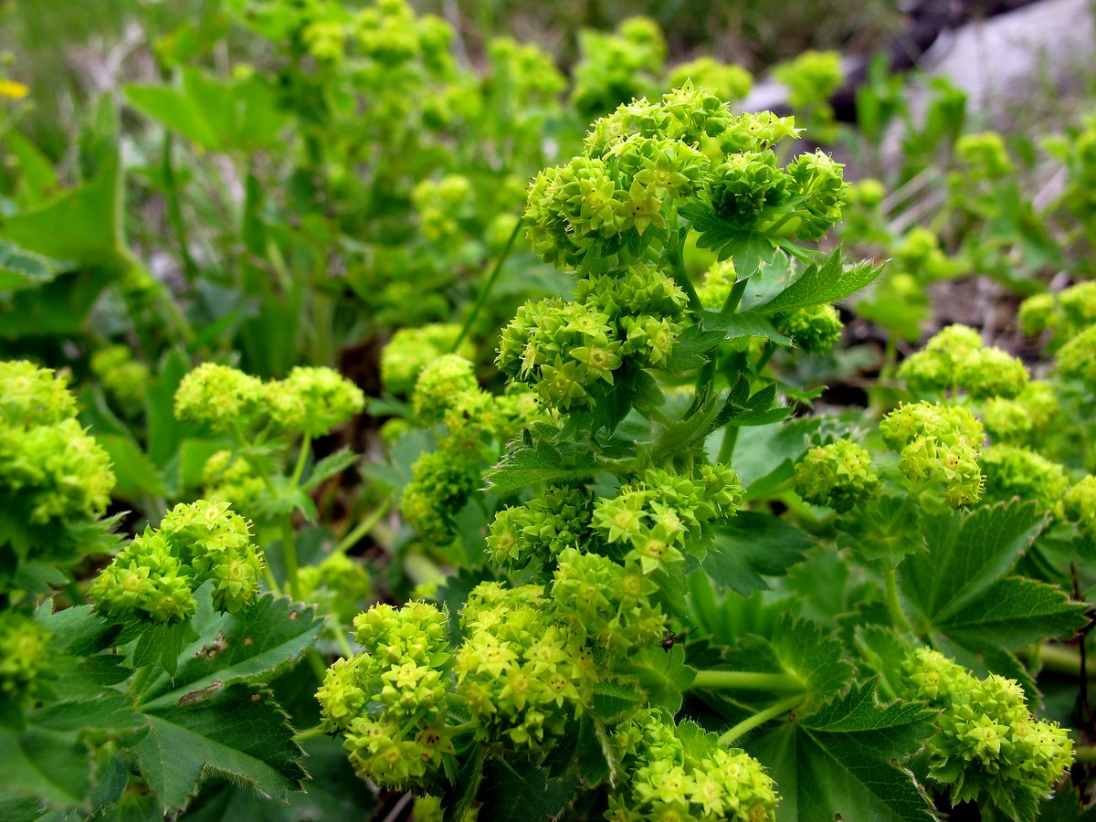 Изображение особи род Alchemilla.