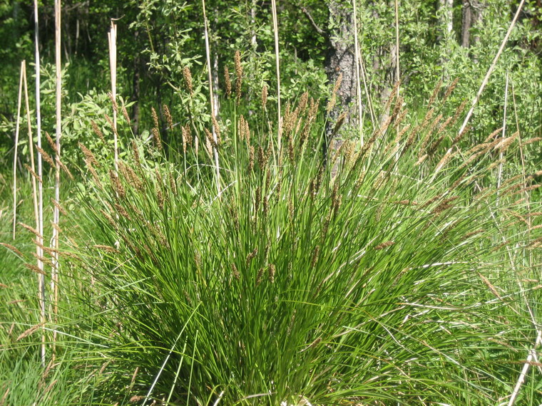 Изображение особи Carex paniculata.