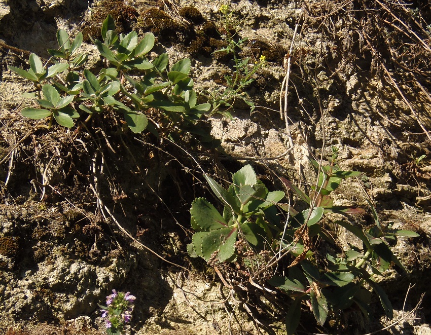 Image of Hylotelephium stepposum specimen.