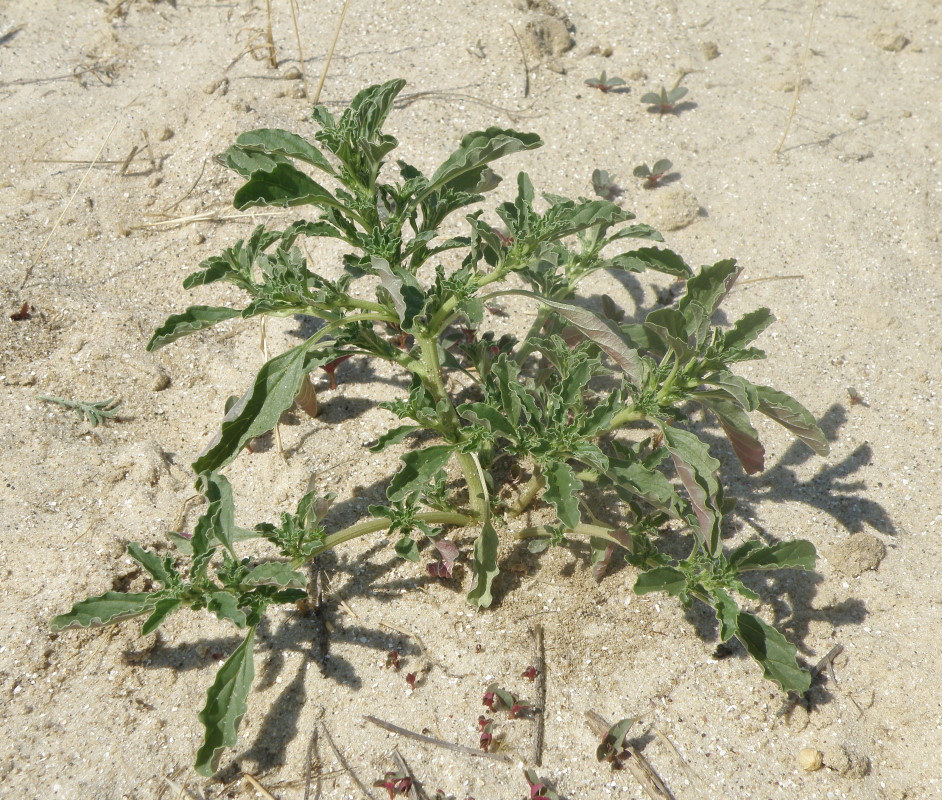 Изображение особи Amaranthus albus.