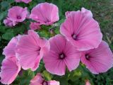 Malva trimestris