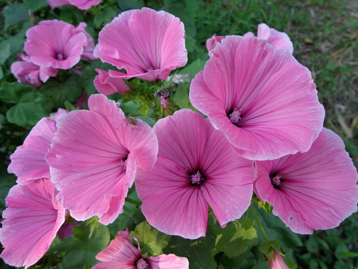 Image of Malva trimestris specimen.