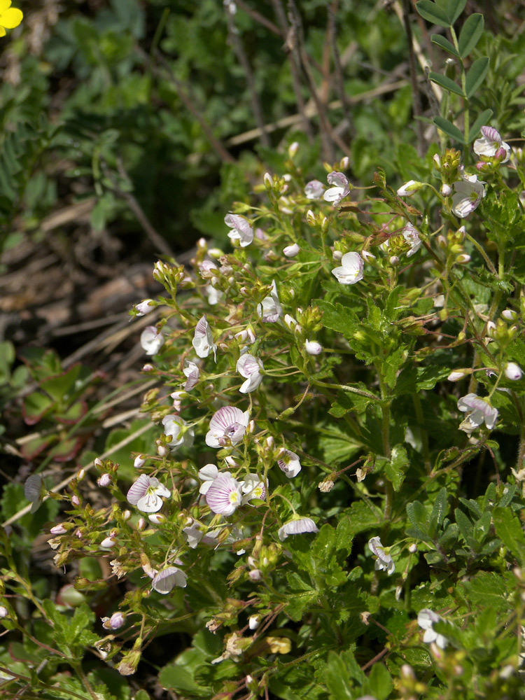 Image of Veronica peduncularis specimen.