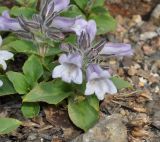 Pennellianthus frutescens