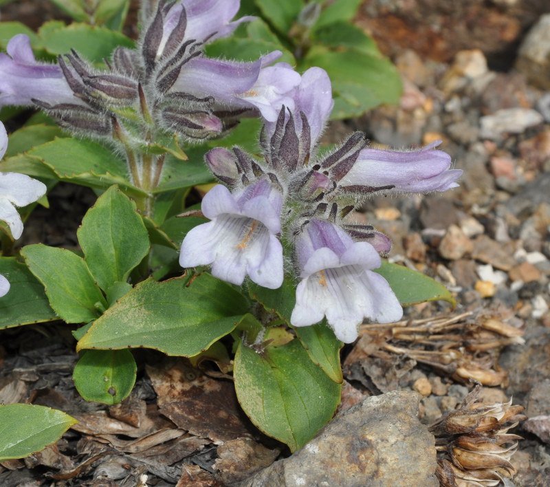 Image of Pennellianthus frutescens specimen.