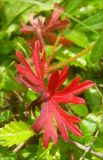 Geranium sanguineum. Лист в ярко-красной окраске. Черноморское побережье Кавказа, Новороссийск, долина реки Дюрсо, поляна в широколиственном лесу. 11 июня 2011 г.