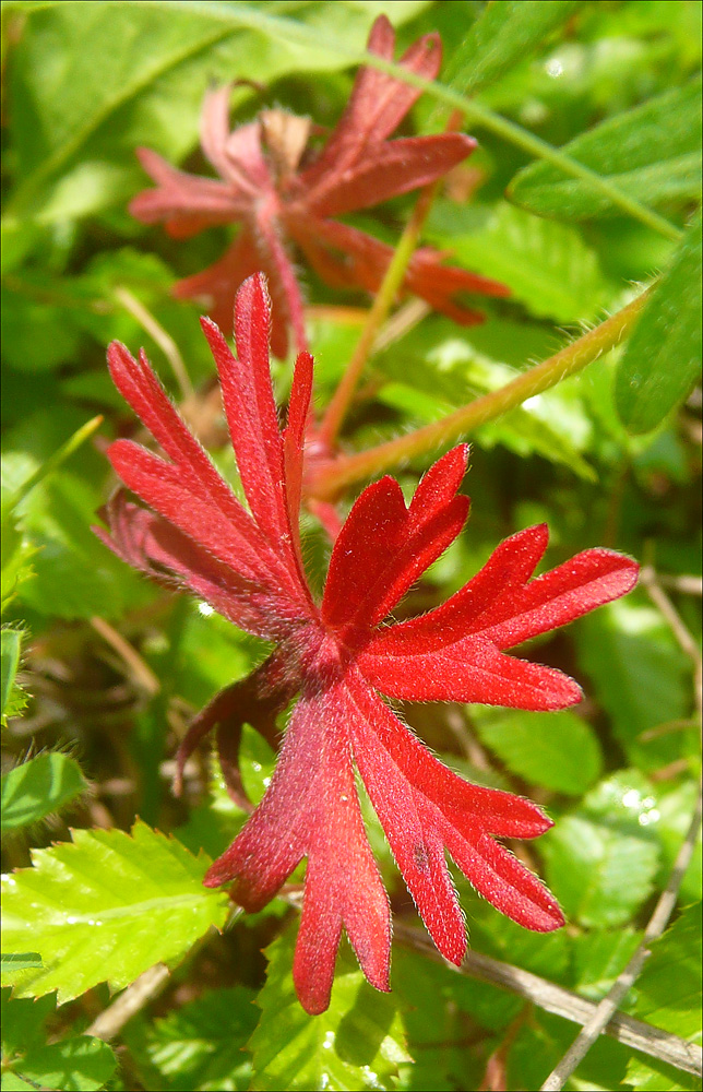 Изображение особи Geranium sanguineum.