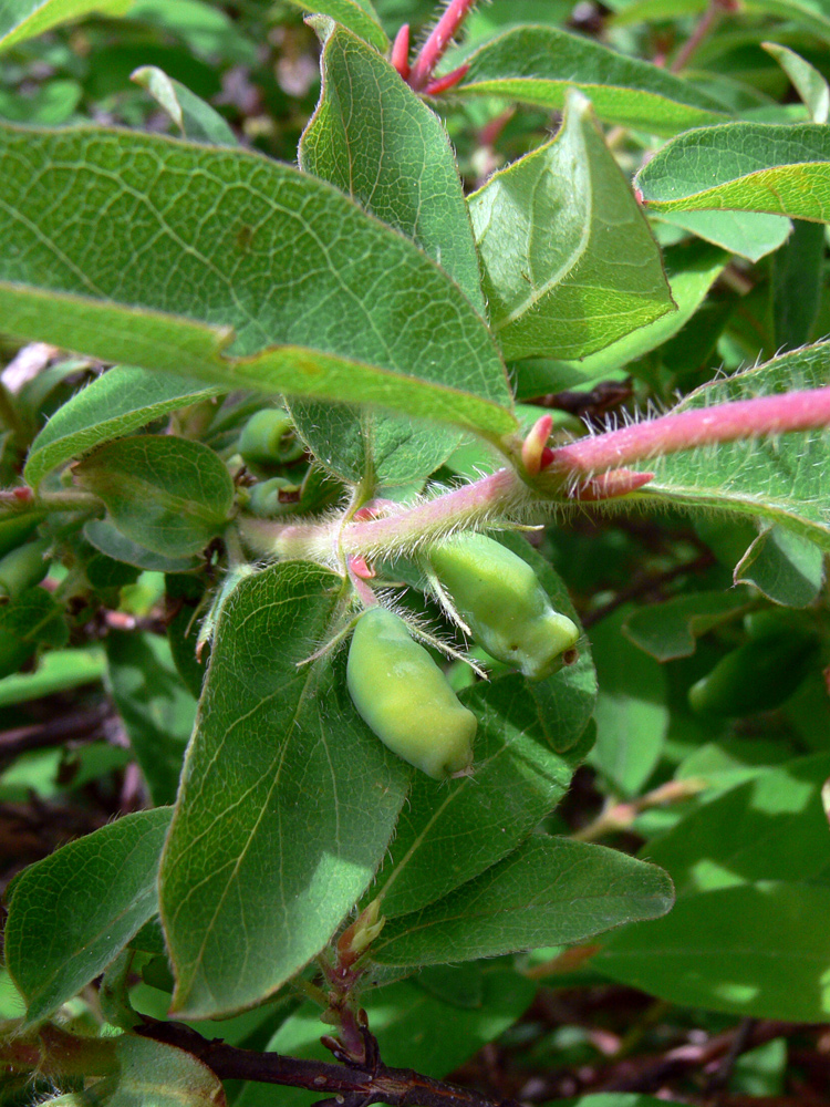 Изображение особи Lonicera edulis.