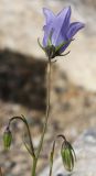 Campanula cochleariifolia