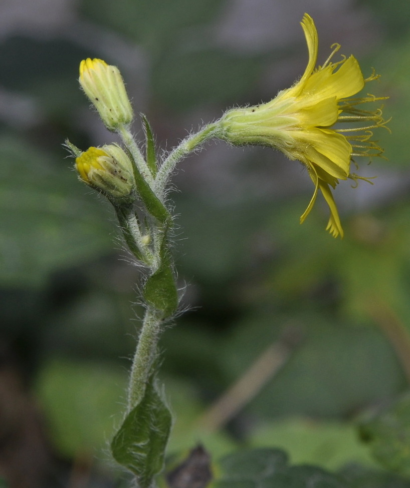 Image of genus Hieracium specimen.