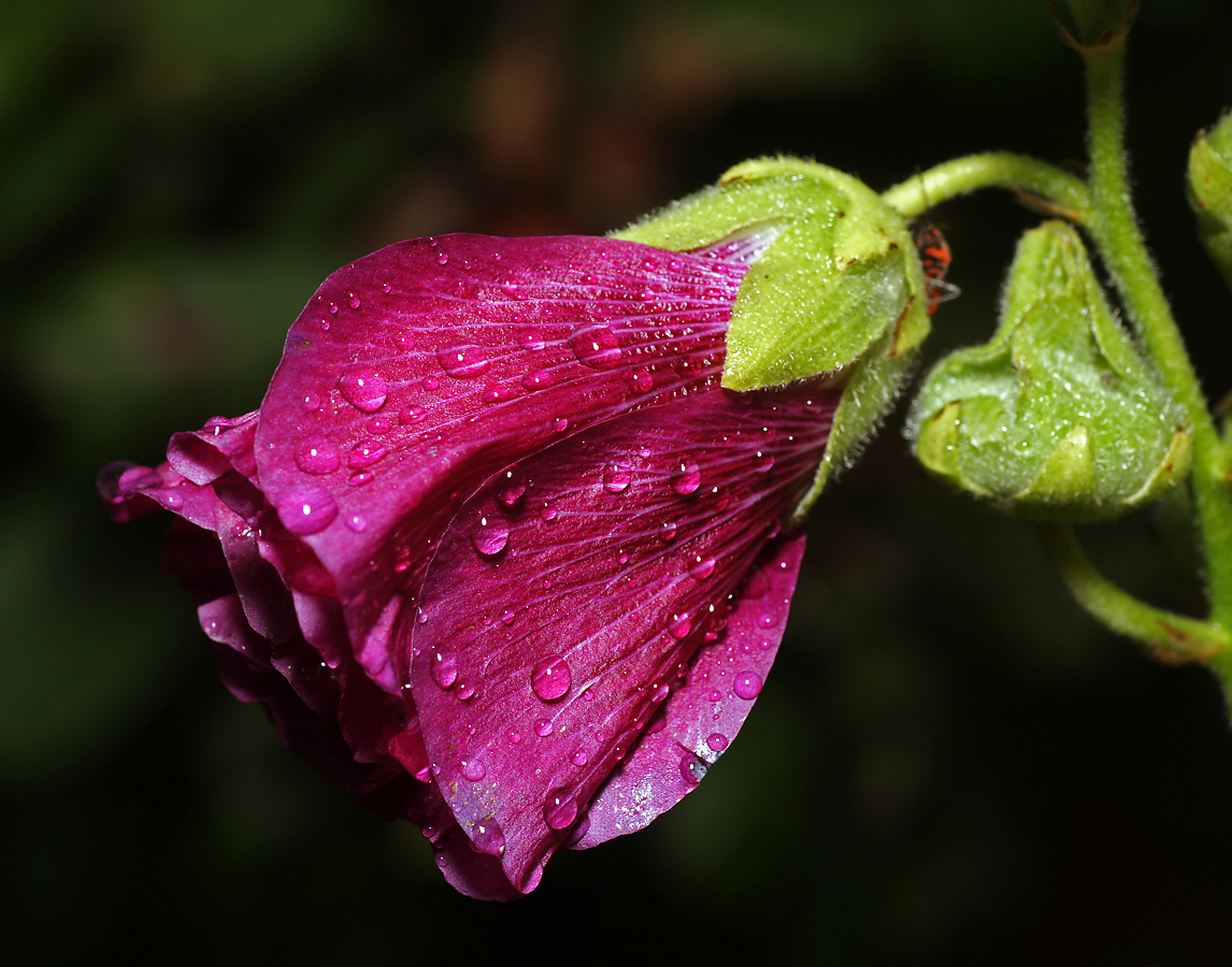 Изображение особи Alcea rosea.
