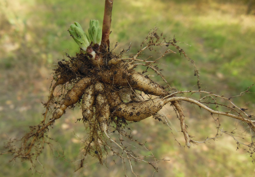 Изображение особи Hylotelephium triphyllum.