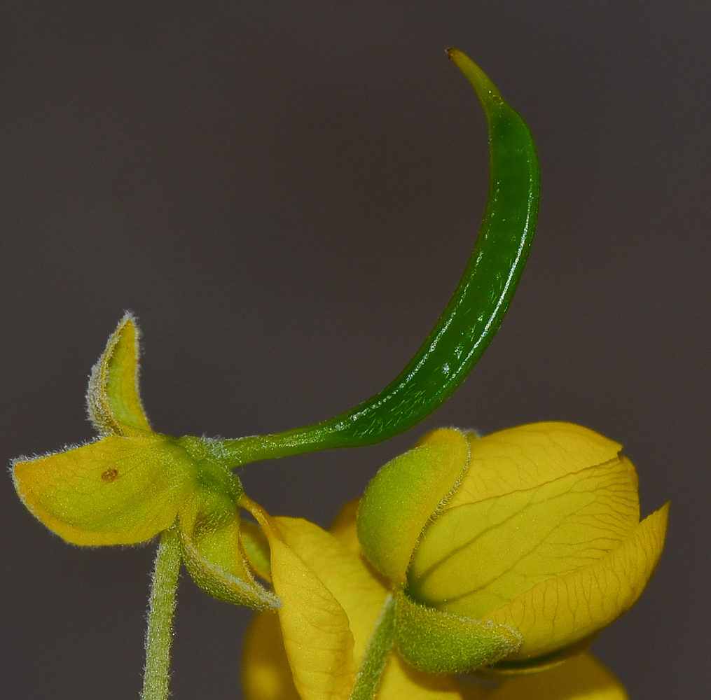 Image of Senna artemisioides specimen.