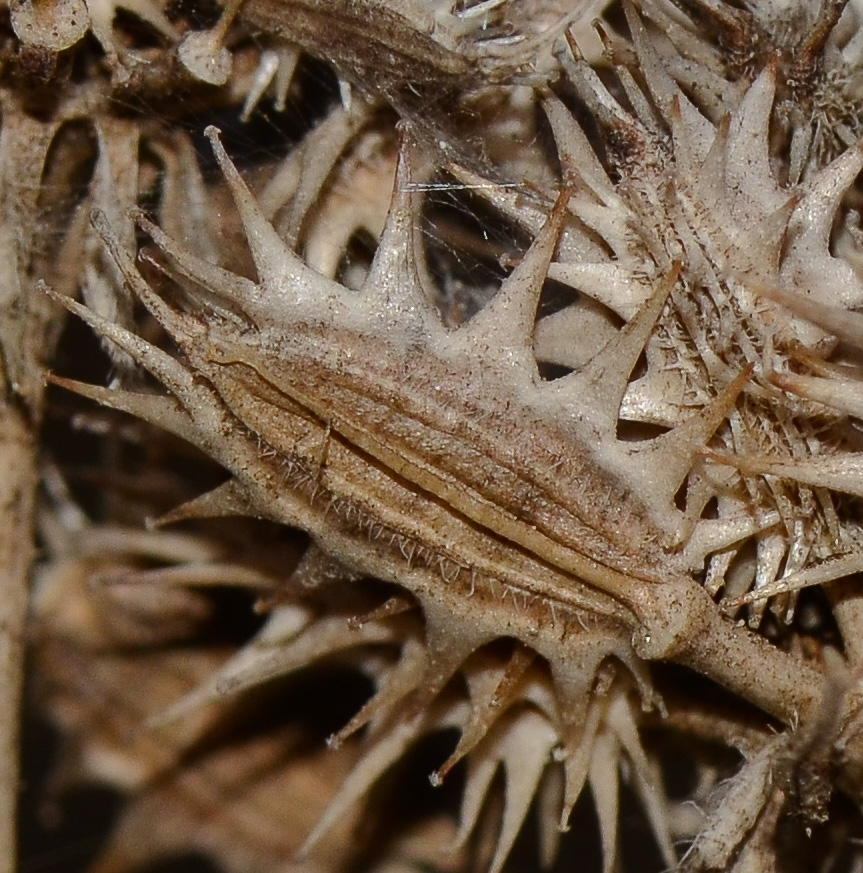 Изображение особи Daucus glaber.