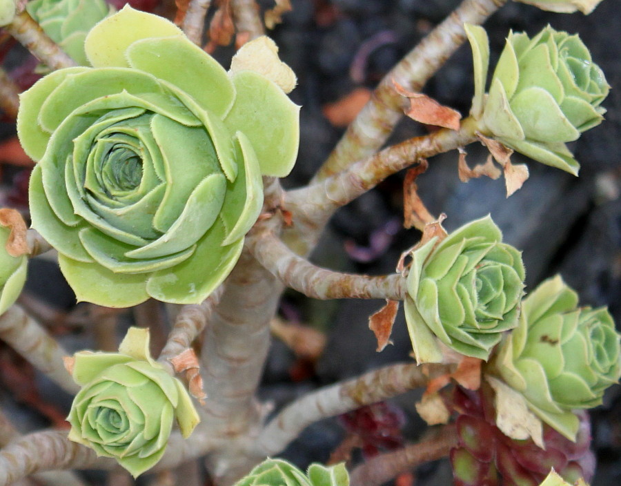 Изображение особи Aeonium arboreum.