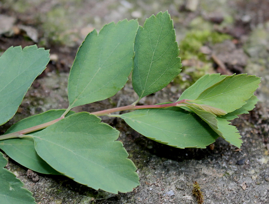 Image of Spiraea × vanhouttei specimen.