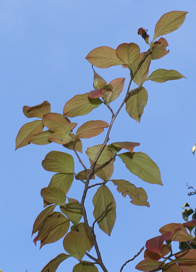 Image of Stewartia monadelpha specimen.