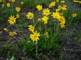 Arnica iljinii