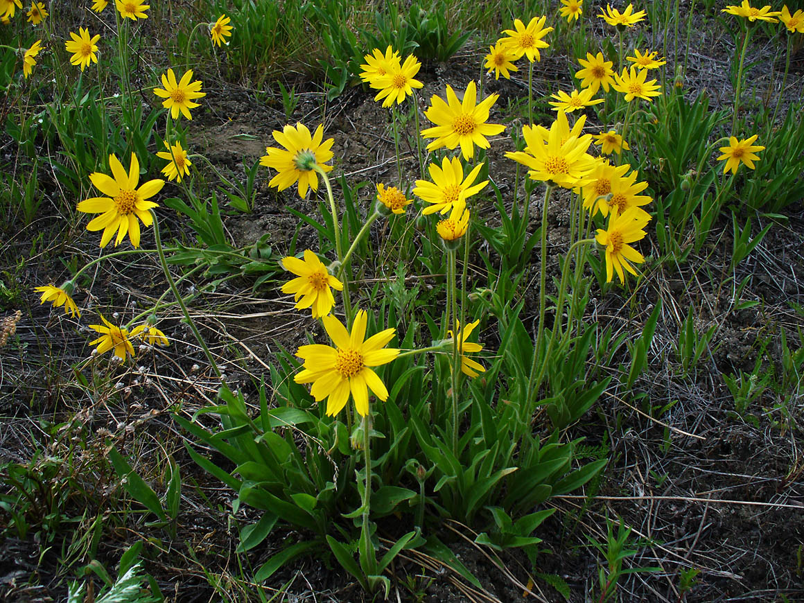 Изображение особи Arnica iljinii.