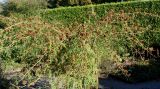 Glycyrrhiza echinata. Плодоносящее растение. Германия, г. Essen, Grugapark. 29.09.2013.