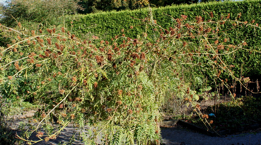 Изображение особи Glycyrrhiza echinata.