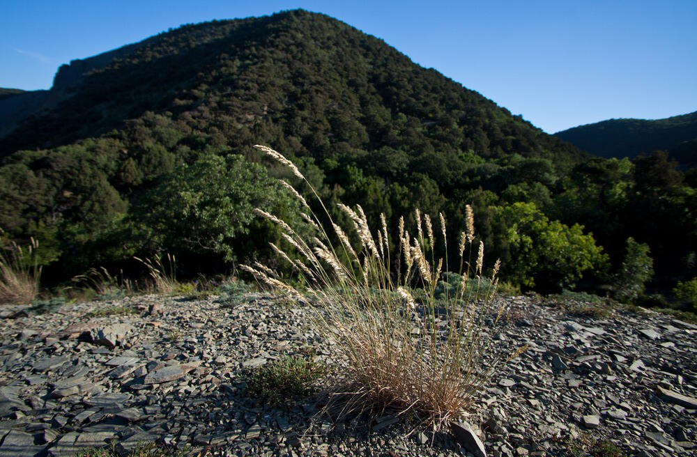 Image of Melica transsilvanica specimen.