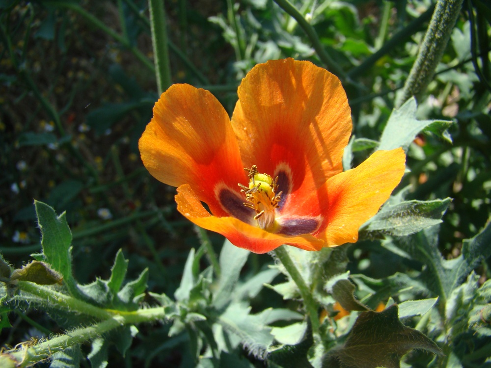 Image of Glaucium corniculatum specimen.