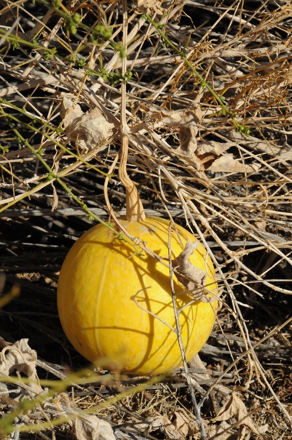 Изображение особи Cucurbita palmata.