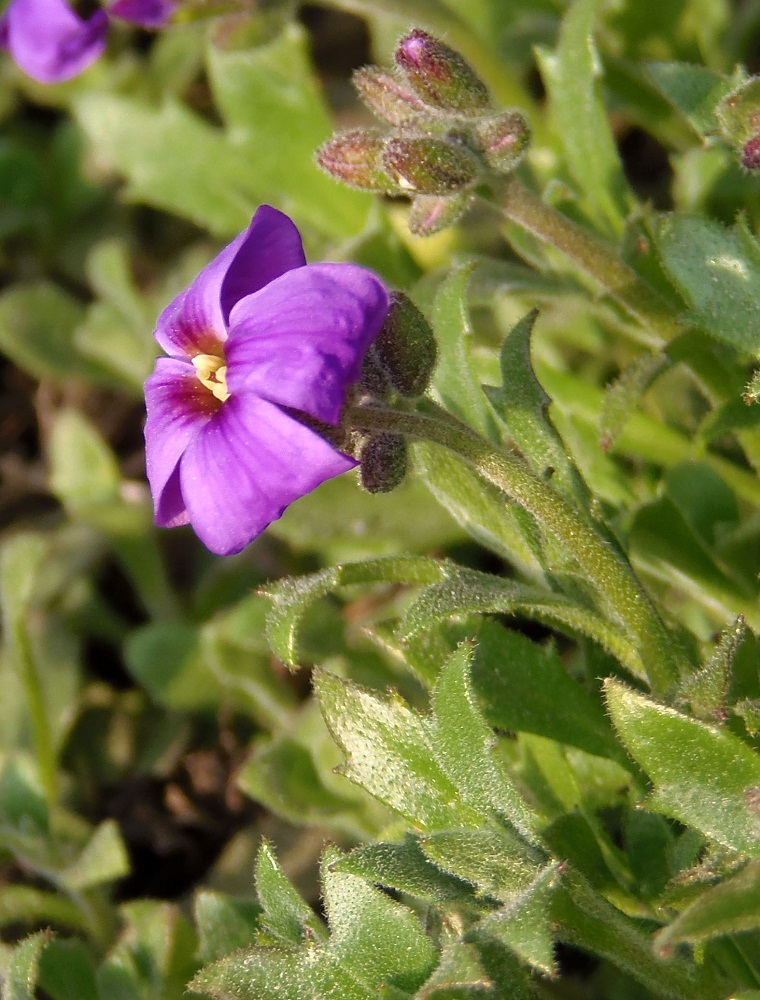 Изображение особи Aubrieta &times; cultorum.