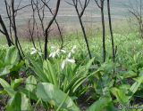 Galanthus plicatus