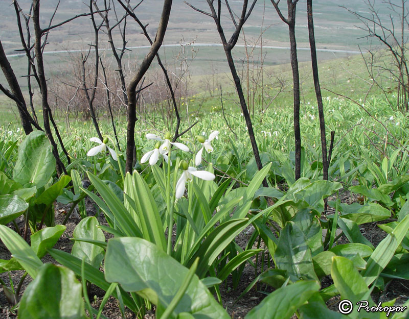 Изображение особи Galanthus plicatus.