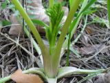 Conium maculatum. Основание молодого побега. Украина, г. Киев, лес на восточной окраине. 23.03.2014.