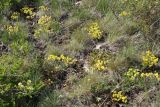 Odontarrhena obovata. Цветущие растения. Восточный Казахстан, Уланский р-н, сопки в окр. с. Украинка. 07.05.2013.