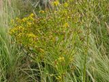 род Senecio