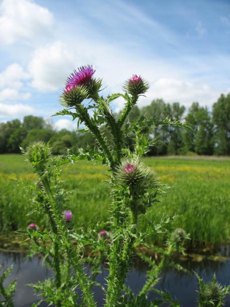 Изображение особи Carduus crispus.