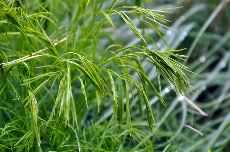 Image of Bilacunaria microcarpos specimen.