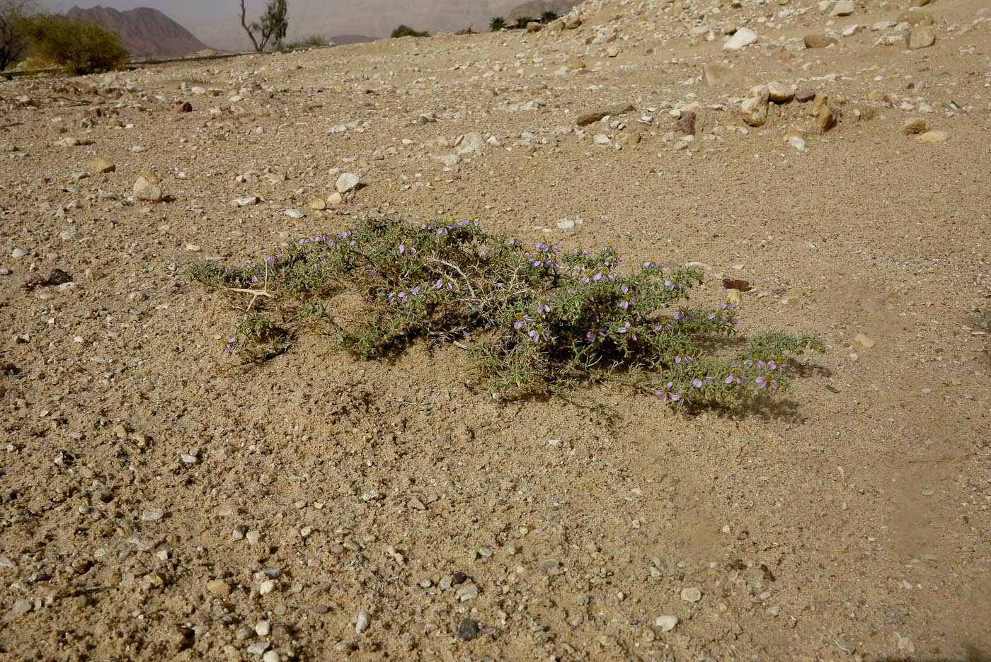 Изображение особи Fagonia glutinosa.