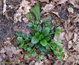 Ajuga reptans. Вегетирующее растение, образующее ползучие побеги. Украина, Киев, между пгт Коцюбинское и г. Ирпень, смешанный лес возле Романовского болота. 21 апреля 2014 г.