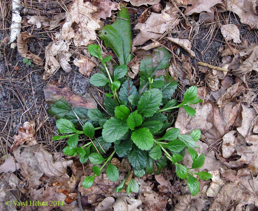 Image of Ajuga reptans specimen.