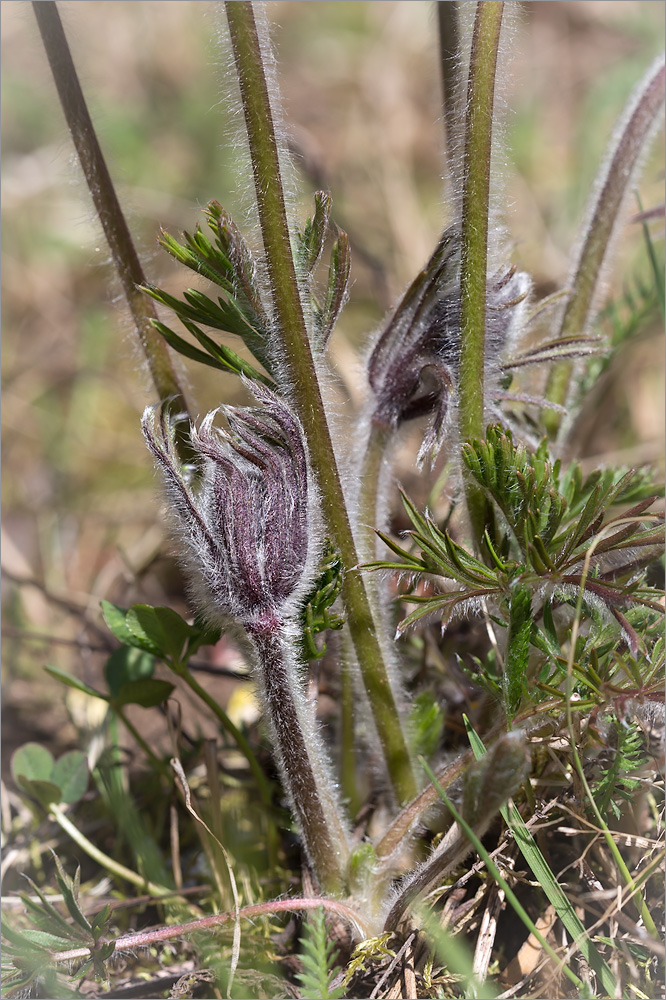 Изображение особи Pulsatilla pratensis.