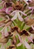 Orchis subspecies caucasica