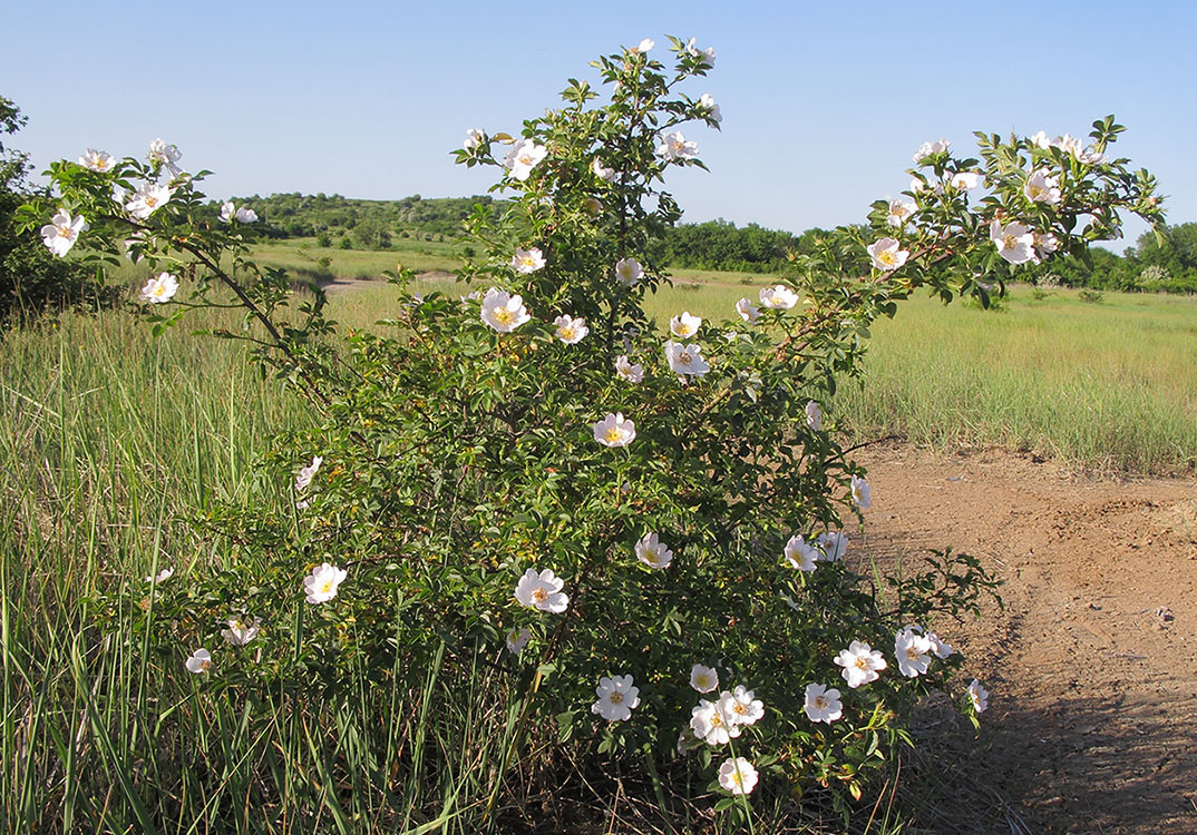 Image of genus Rosa specimen.