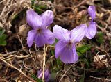 Viola hirta