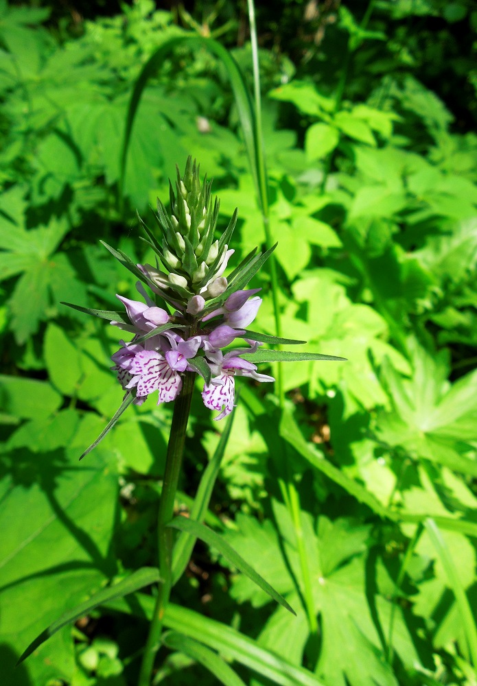 Image of Dactylorhiza fuchsii specimen.