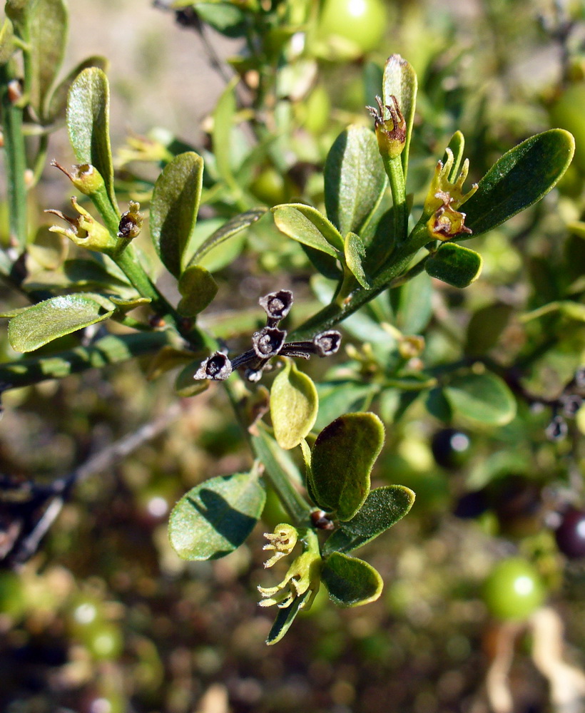 Image of Jasminum fruticans specimen.